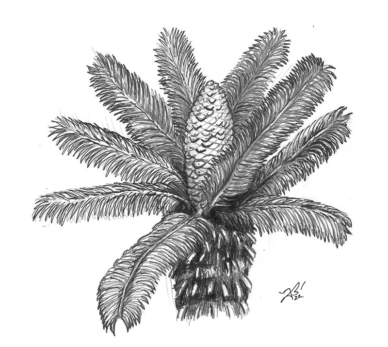 Queensland Cycas illustration by Joel Barney
