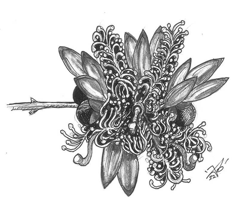 Thyme-leaf Honeymyrtle illustration by Joel Barney