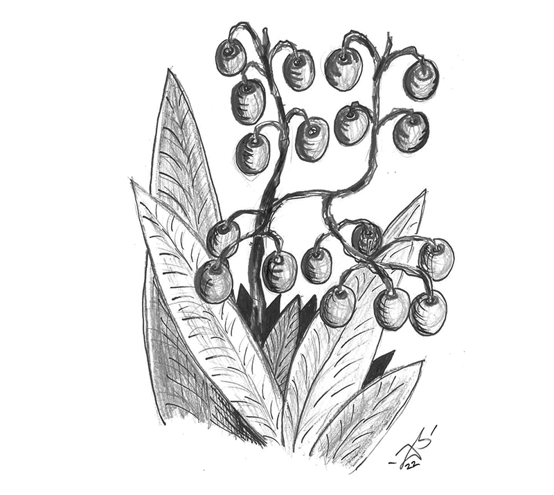 Flax Lily illustration by Joel barney