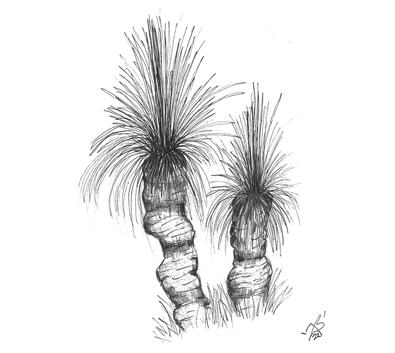 Djaga / Grasstree illustration by Joel Barney